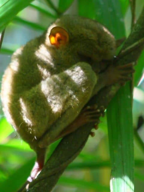 Tarsier in the Philippines