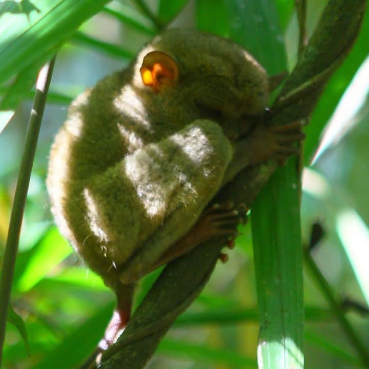 Tarsier in the Philippines