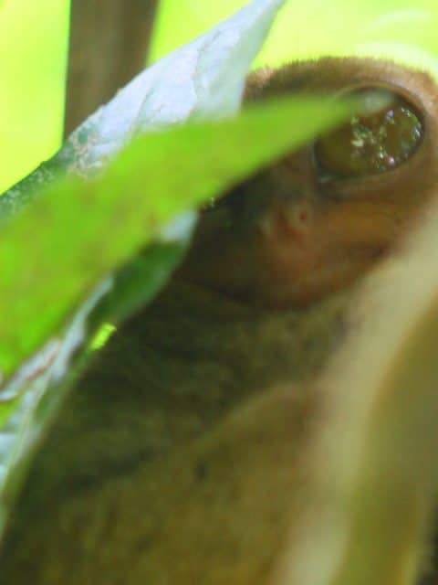 Philippine Tarsier