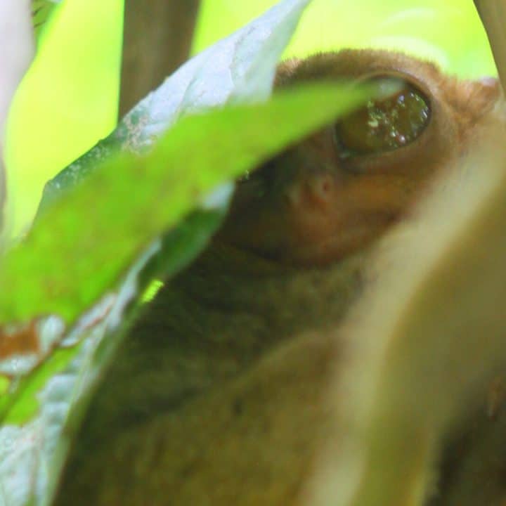 Philippine Tarsier