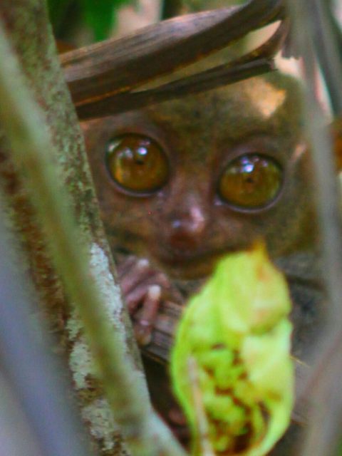 Tarsier
