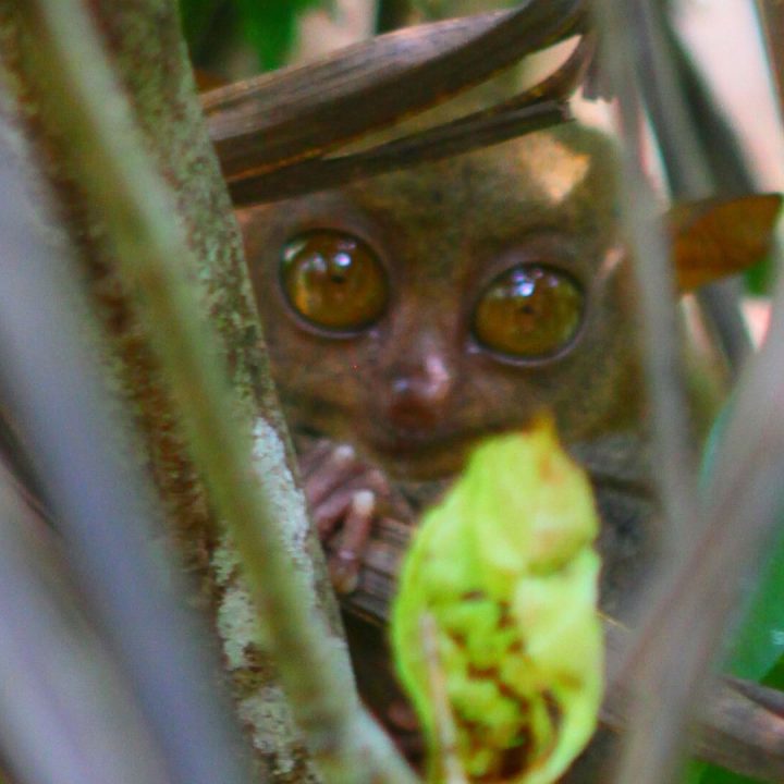 Tarsier