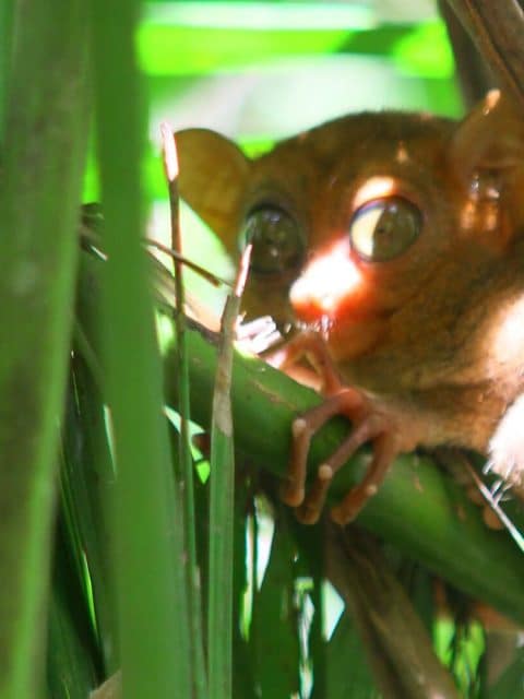 Young tarsier with large eyes