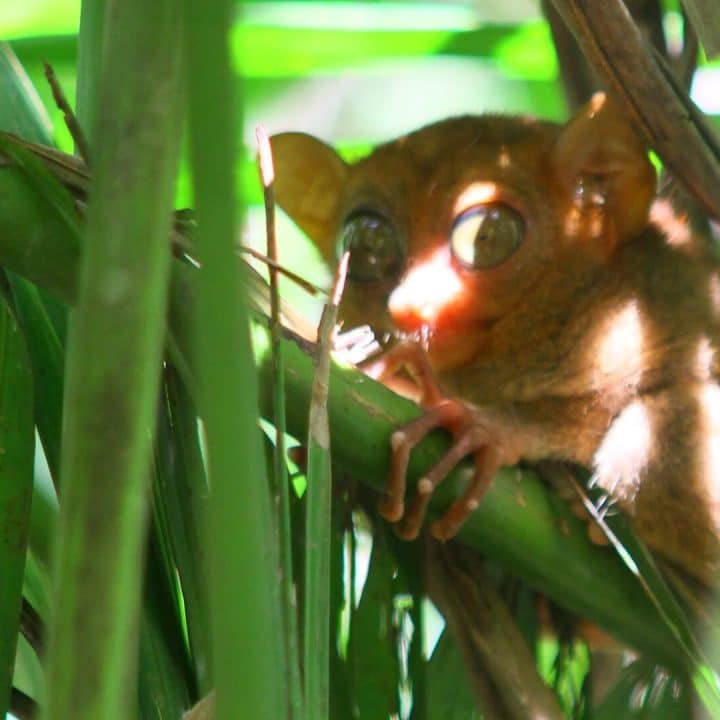 Young tarsier with large eyes