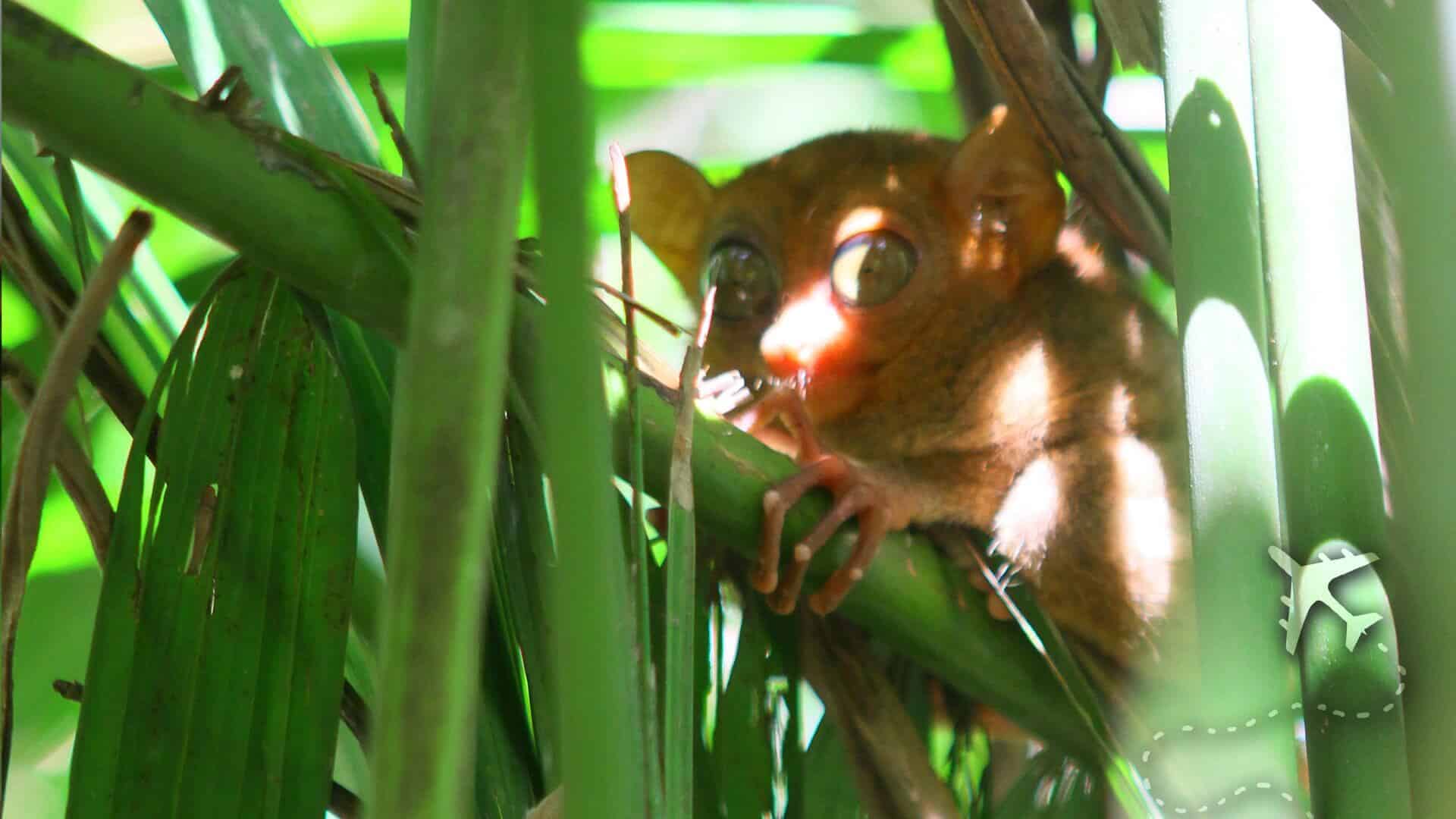 Young tarsier with large eyes