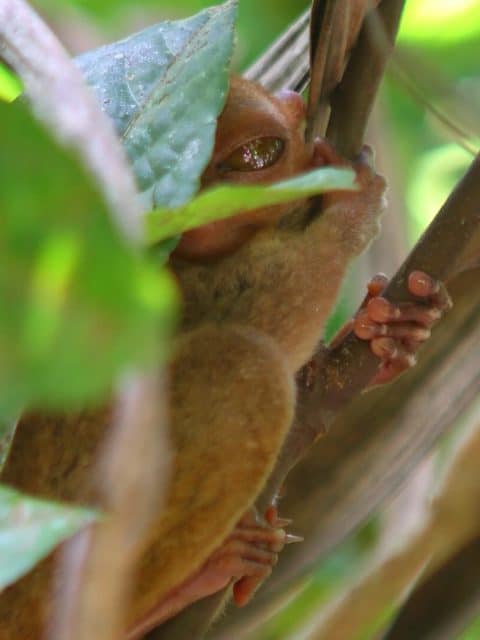 Sleepy little tarsier on Bohol Island