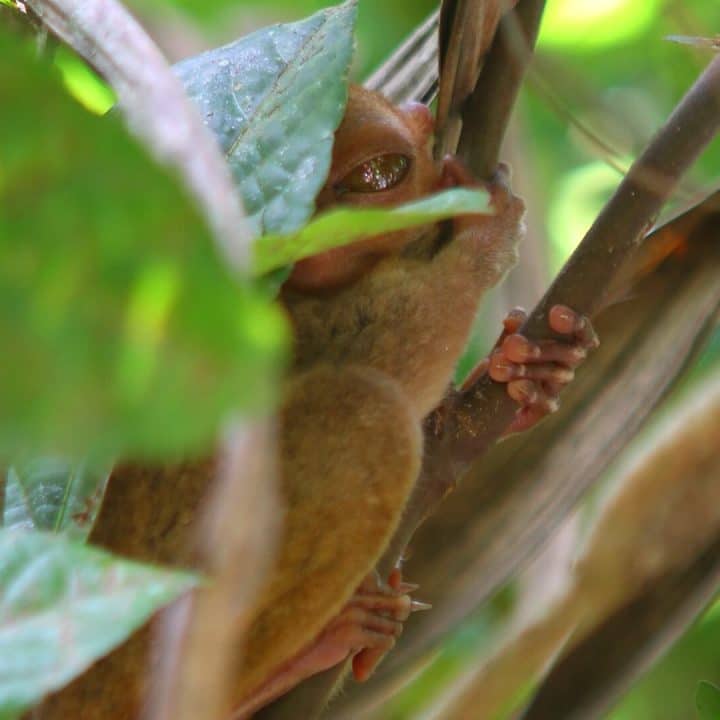 Sleepy little tarsier on Bohol Island