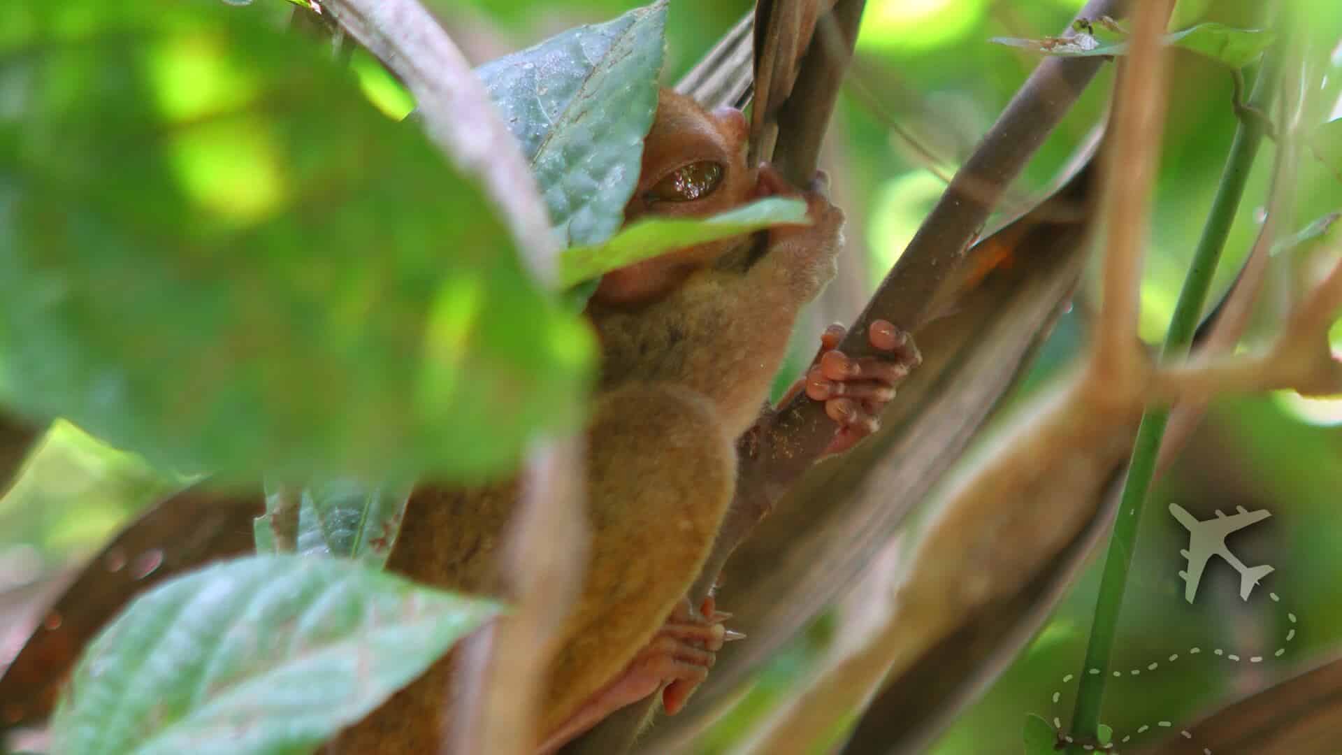Sleepy little tarsier on Bohol Island