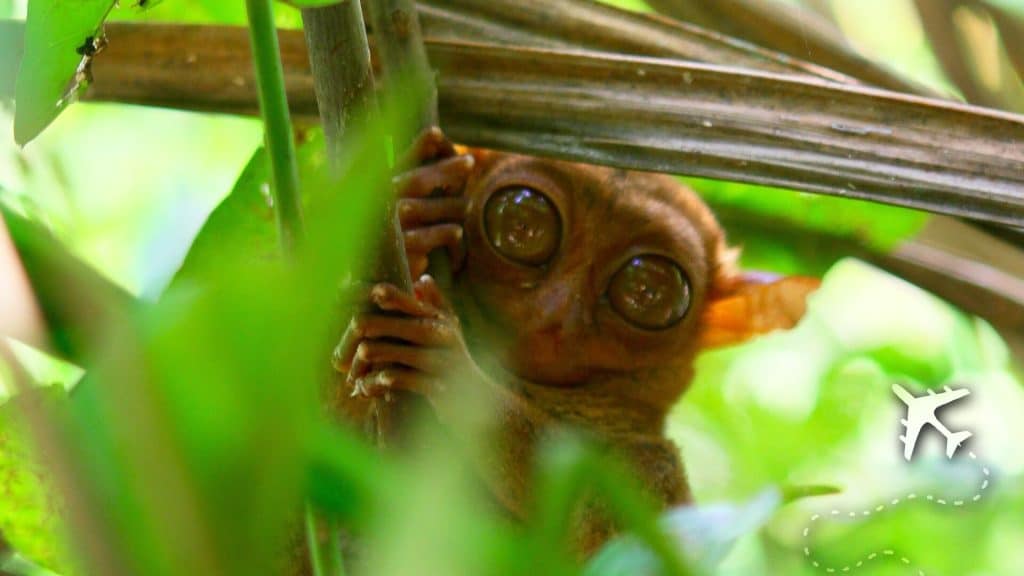 Adult tarsier at the Philippine Tarsier Sanctuary