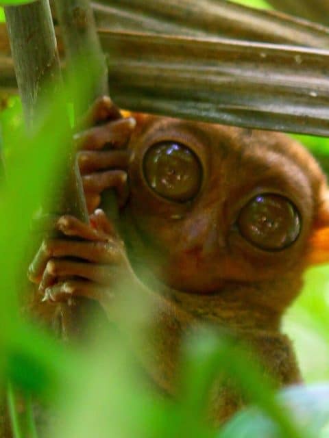 Adult tarsier at the Philippine Tarsier Sanctuary