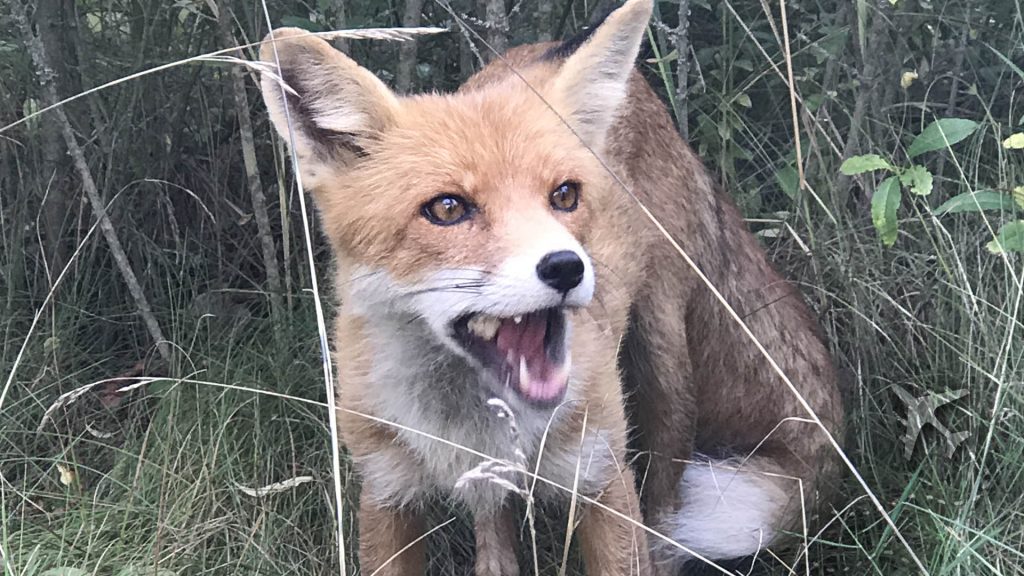 Simon the Fox making an appearance in Pripyat