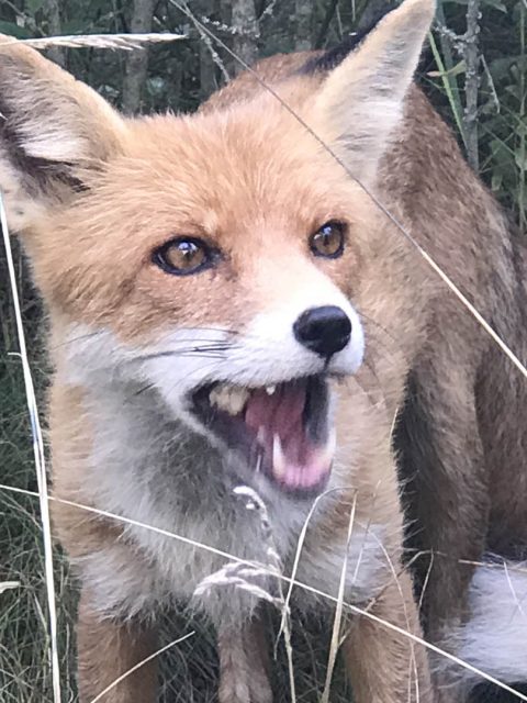 Simon the Fox making an appearance in Pripyat
