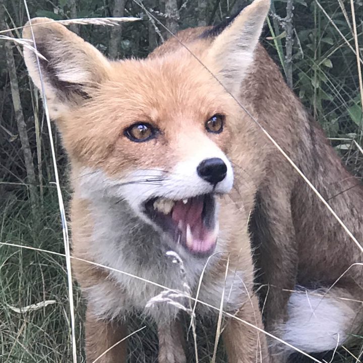 Simon the Fox making an appearance in Pripyat