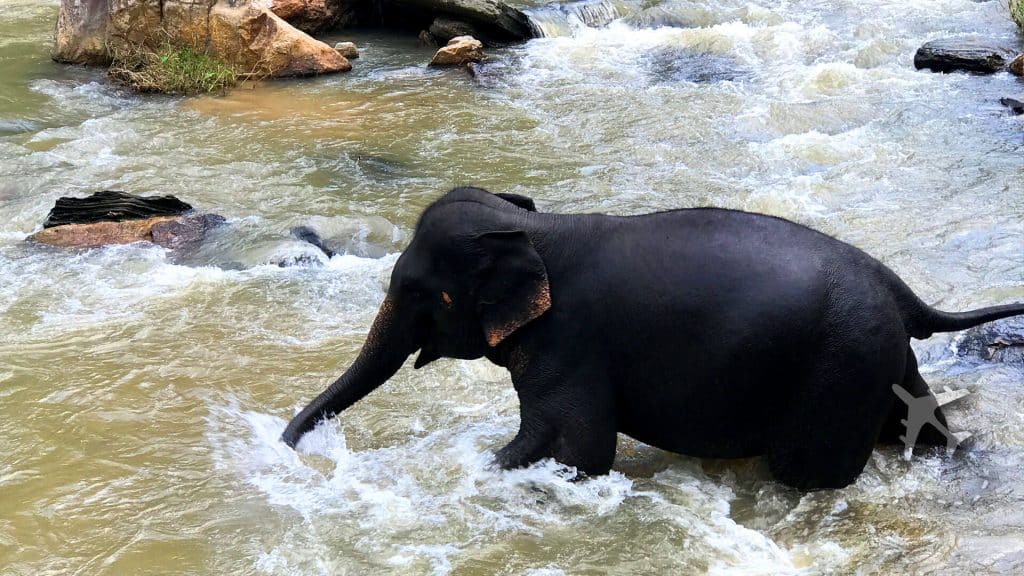 Elephants in a stream in Chaing Mai, Thailand