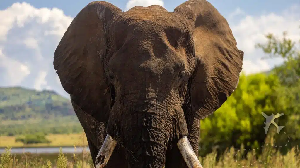 African elephant at Pilanesberg National Park