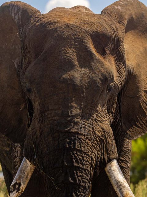 African elephant at Pilanesberg National Park in South Africa