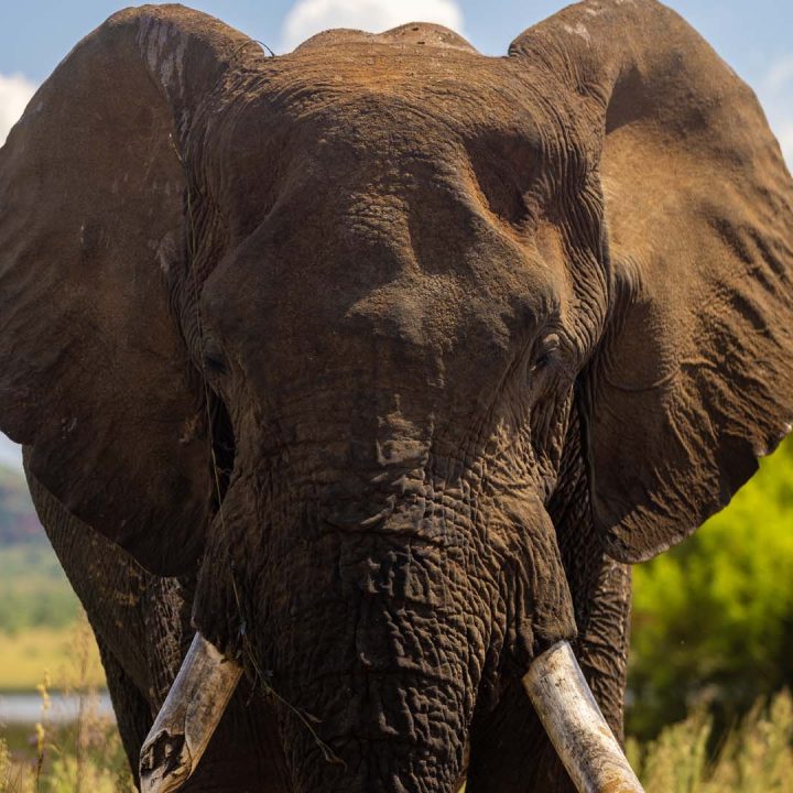 African elephant at Pilanesberg National Park in South Africa