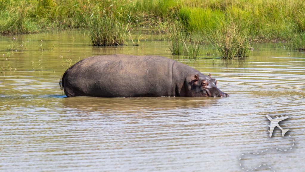 Hippo in the water at Pilanesberg National Park